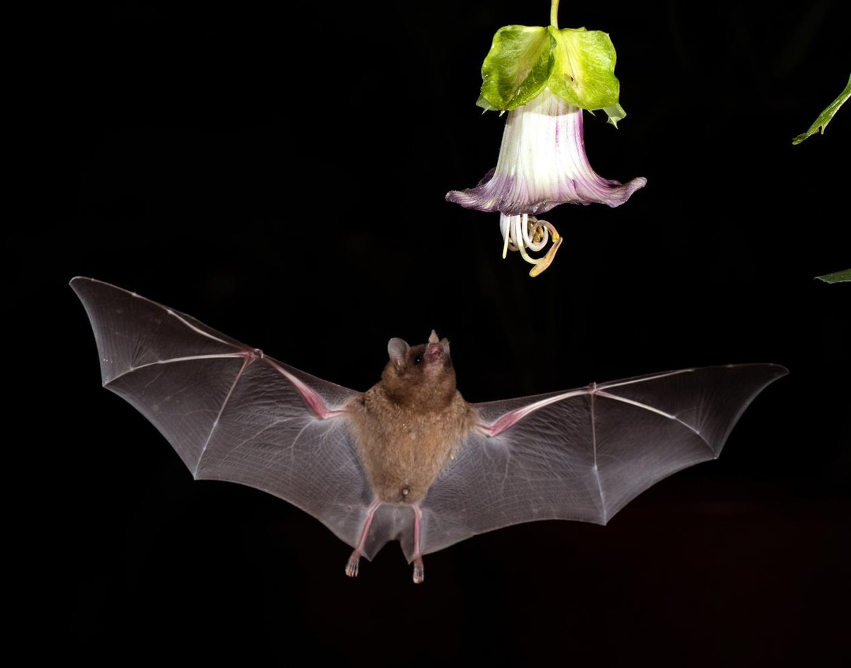 蝙蝠到底对人类有害吗？消灭它们真的好吗？