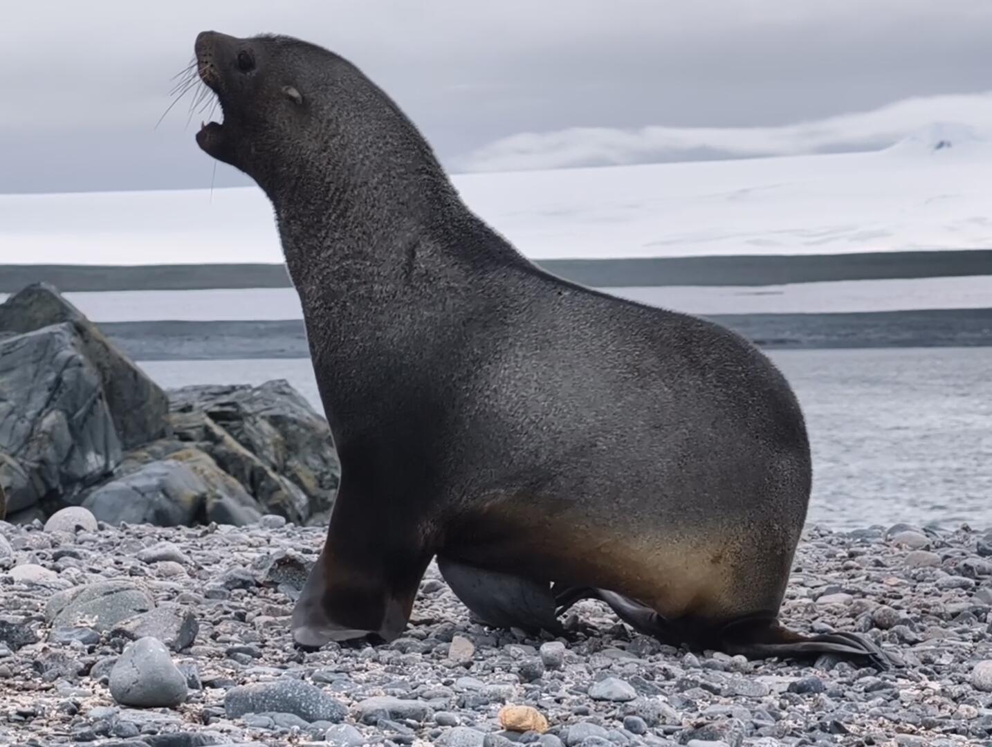 南极海狗真的会强暴企鹅吗？它们的生活习性和繁殖行为是怎样的？