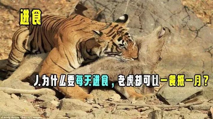 为什么人必须每天进食，而鲨鱼和老虎极限情况下能一餐抵一月？