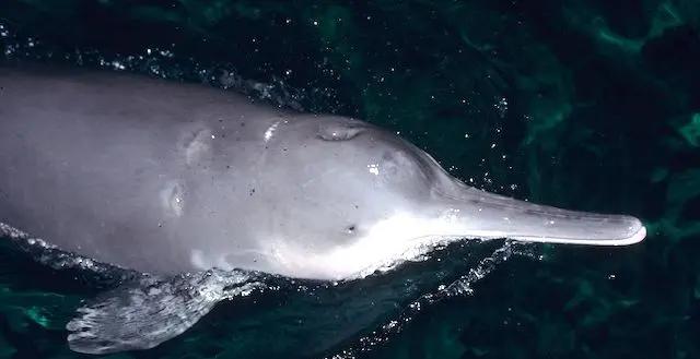 这些濒危物种你知道吗？它们的故事和保护现状到底怎么样？