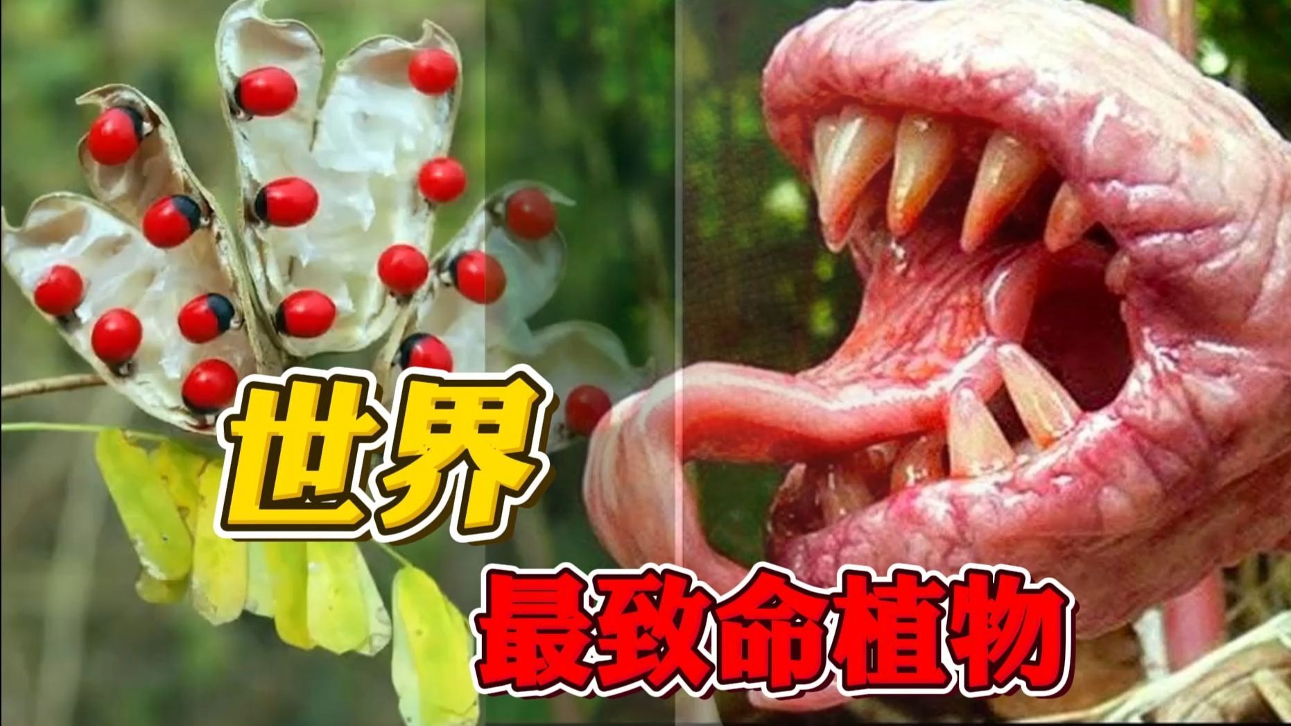 金皮树到底有多毒？农村荨麻植物有什么作用？超搞笑笑话你绝对不能错过！