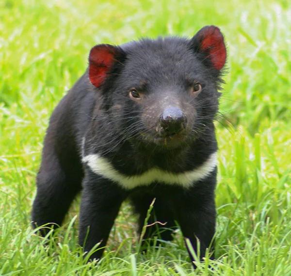 动物界为什么雄性比雌性更主动?...