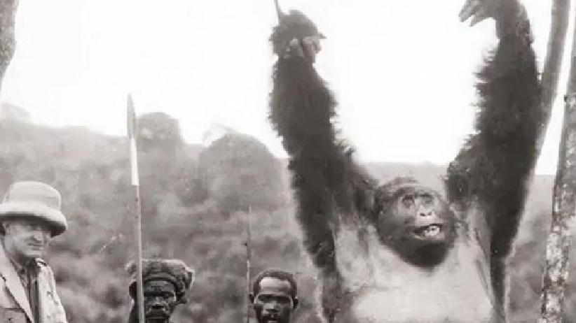 人类猩猩杂交实验 生殖隔离真相揭秘