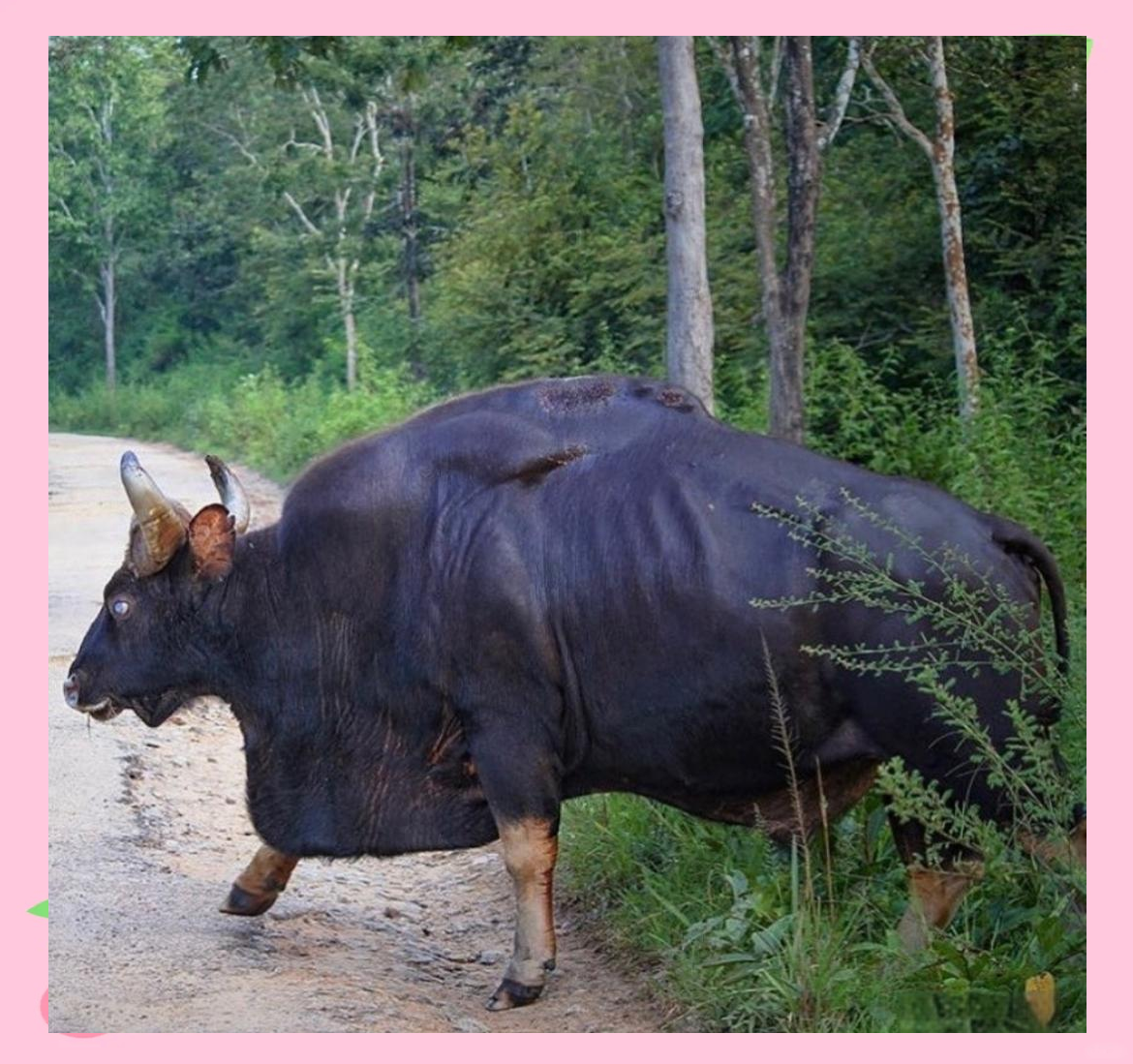 广东有多冷?一头牛活活冻死,网友:东北零下三十度牛...