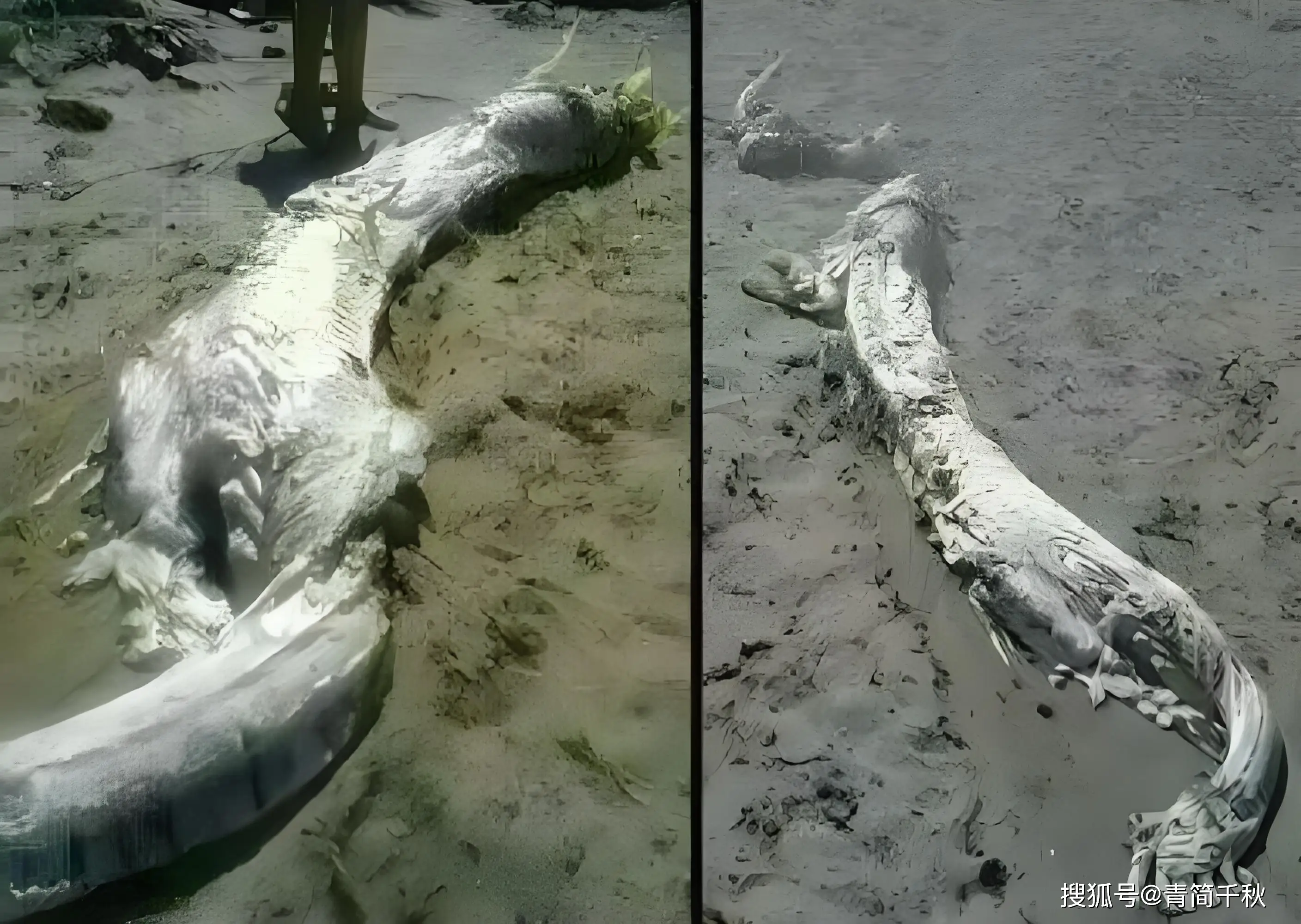 营口坠龙事件你相信它就是一条鲸鱼吗？...