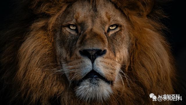 非洲草原上的“粮库”角马，原来它们的社交与繁殖如此...