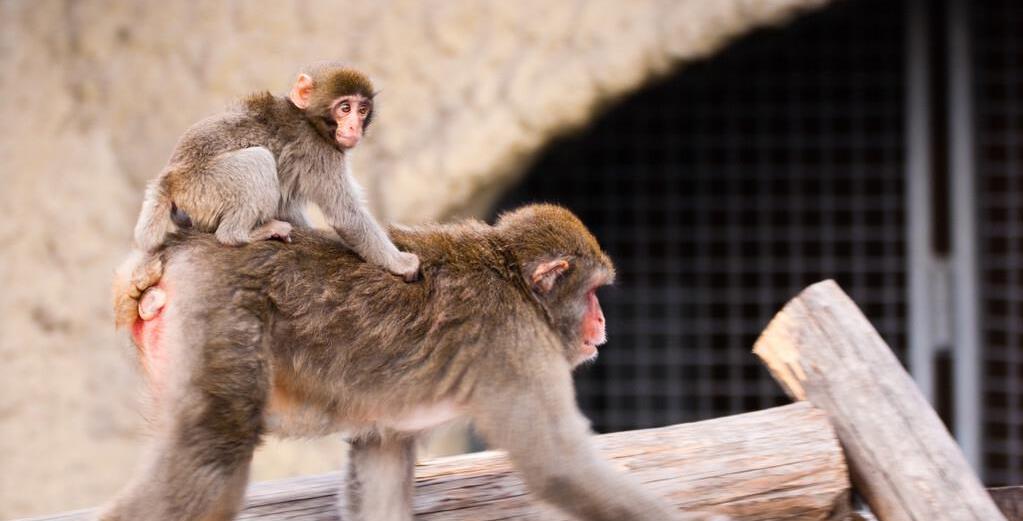 近亲繁殖是禁止的，但育种专家却喜欢让动植物回交，这...