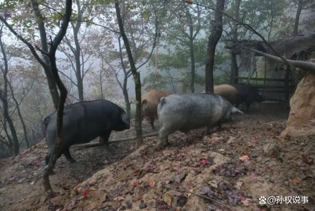 家猪和狗放生野外会变成野猪和狼吗？...