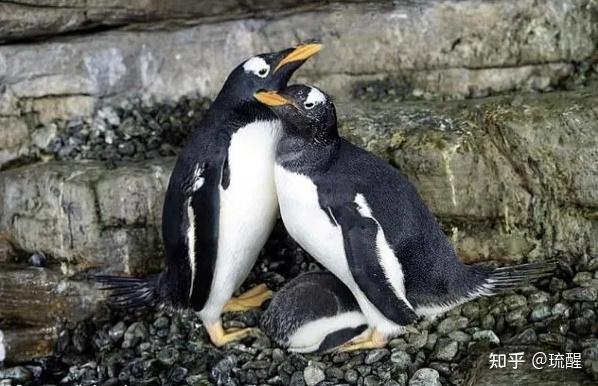 不同物种之间也存在异性相吸吗？...