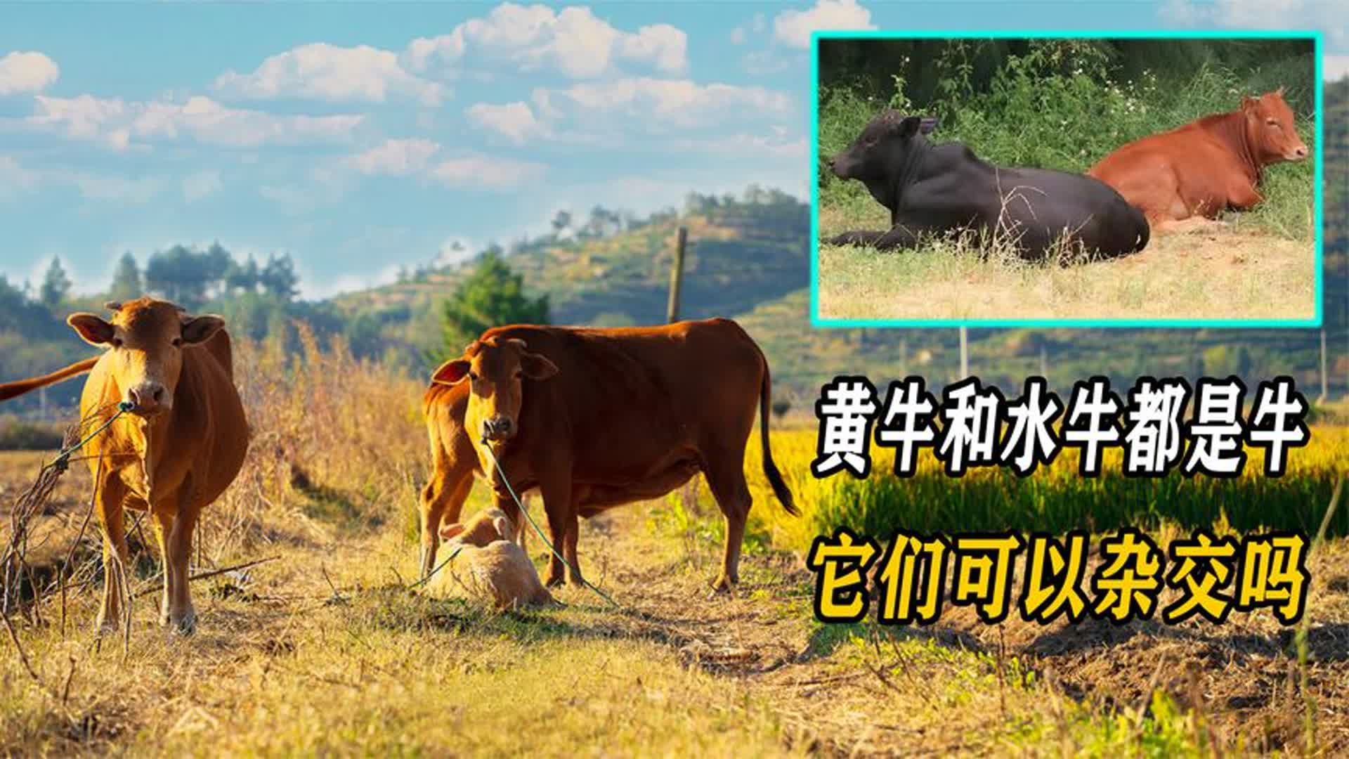 黄牛和水牛能否杂交 两者杂交的可能性分析
