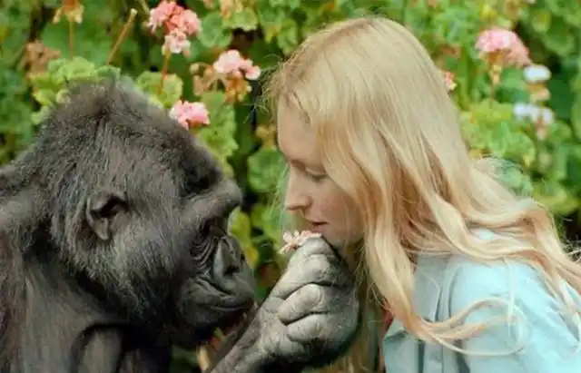 人类和黑猩猩真的能生育后代吗？苏联科学家的惊人实验结果揭秘！