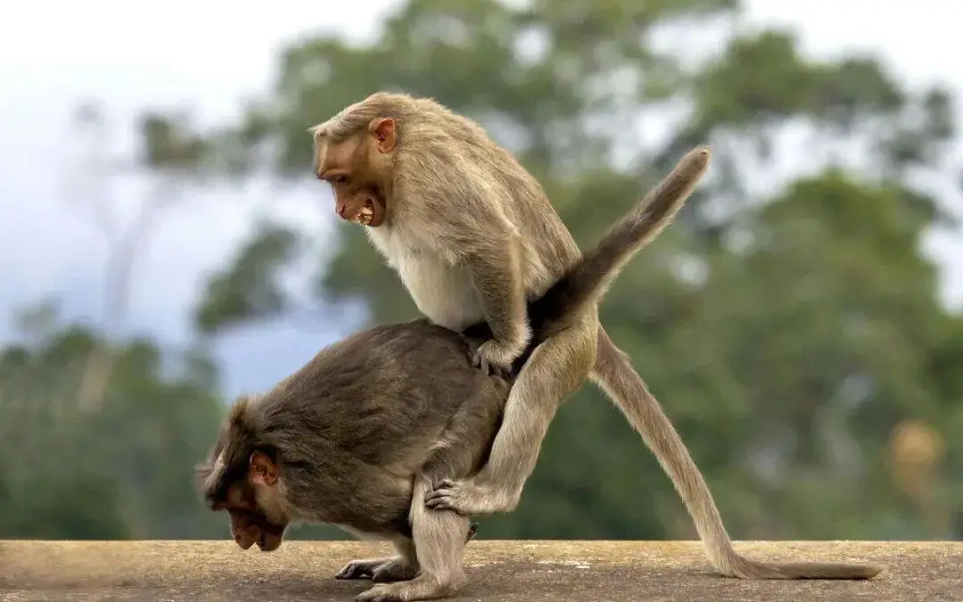 自然界交尾时间最长的动物是哪个？...