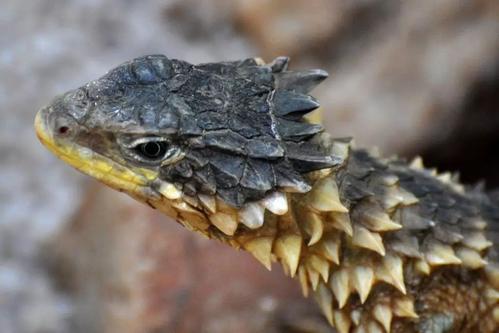 世界上真的有长得像恐龙和龙的生物吗？你绝对想不到答案！