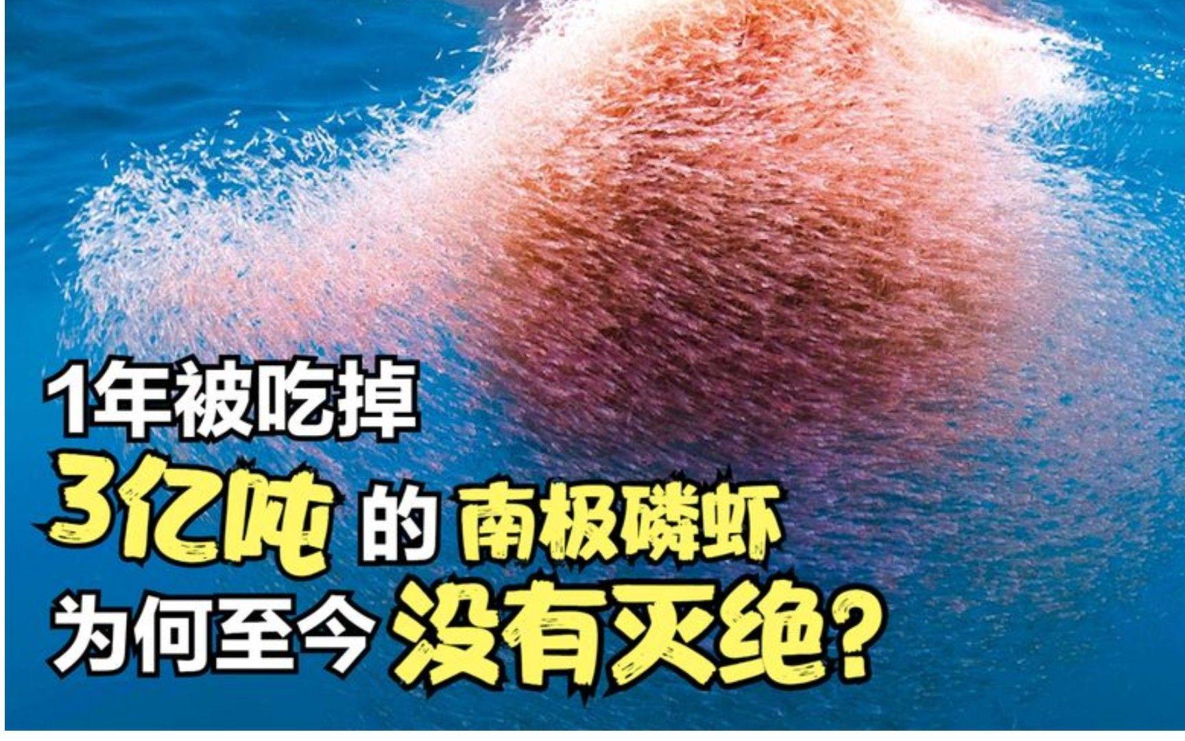 为什么南极磷虾每年被吃掉数亿吨，却依然没有灭绝？