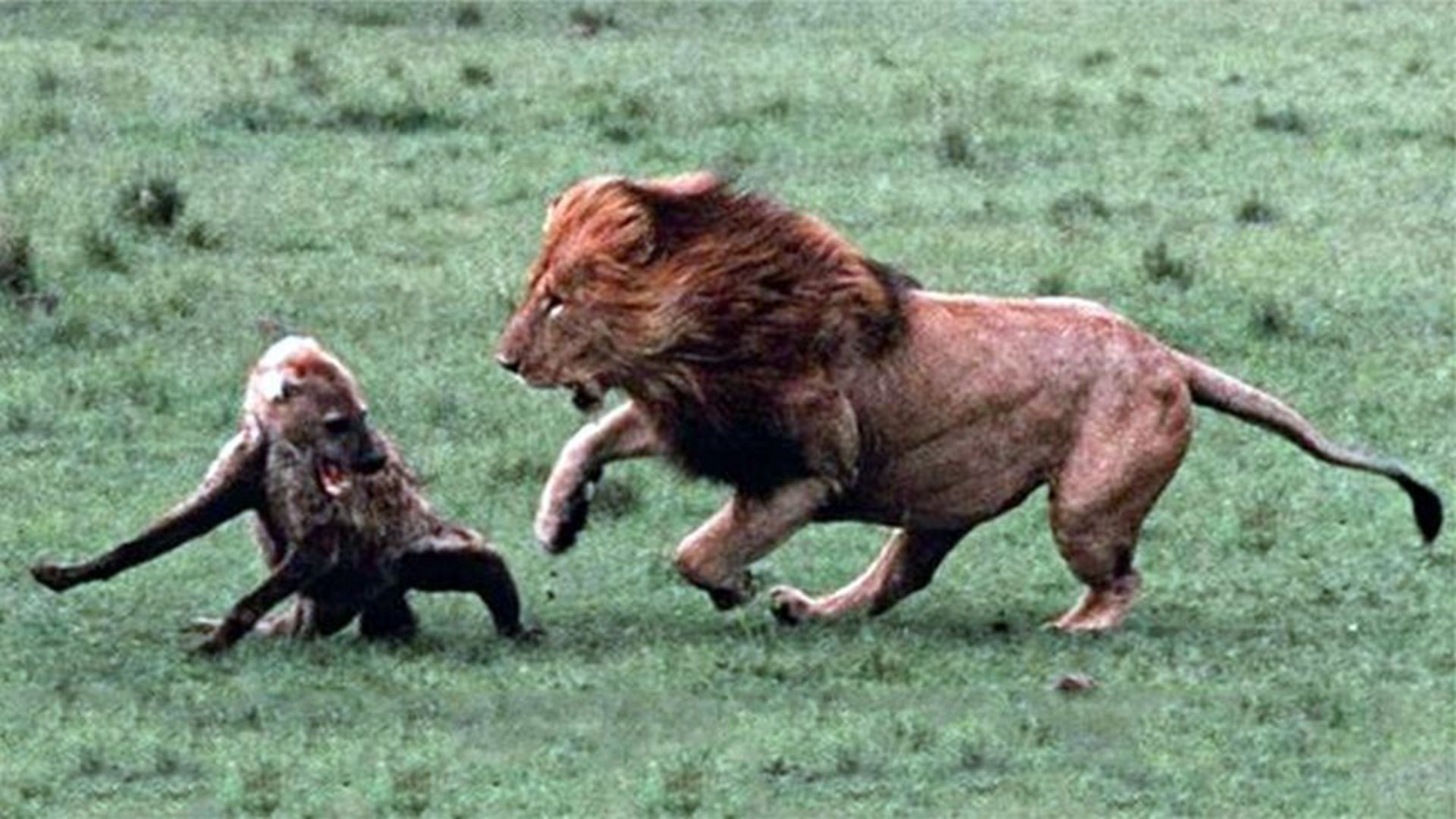 草原上狮子很讨厌鬣狗，为什么不杀它反而老躲着呢？...