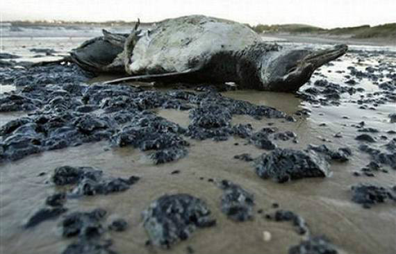 第六次大灭绝真的来了？科学家们到底在担心啥？