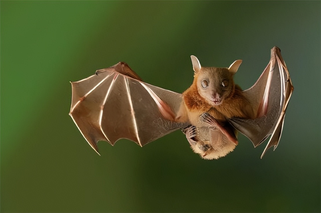 “毒王”蝙蝠携带千种病毒，为啥人类不从它身上提取病...
