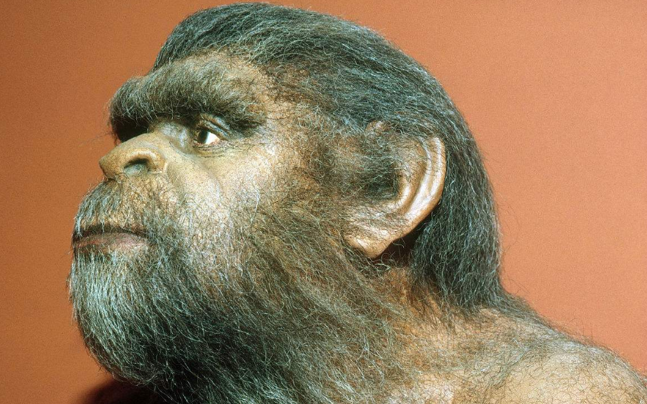 毛发可以保暖、防晒，为什么人类却失去了它？...