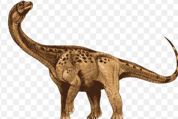 恐龙的繁殖器官什么样？有小丁丁吗？...