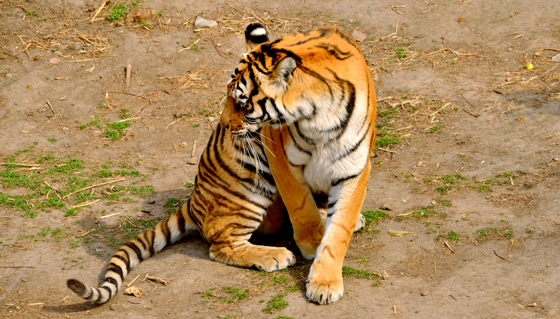 大兴安岭出现的大型野兽,国外定时猎杀,为何在我国受...