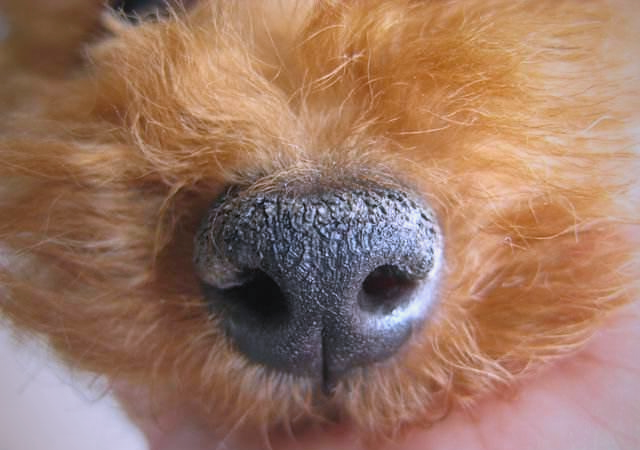 为啥大部分动物的鼻子湿湿的，皮肤构造还不一样，而人...