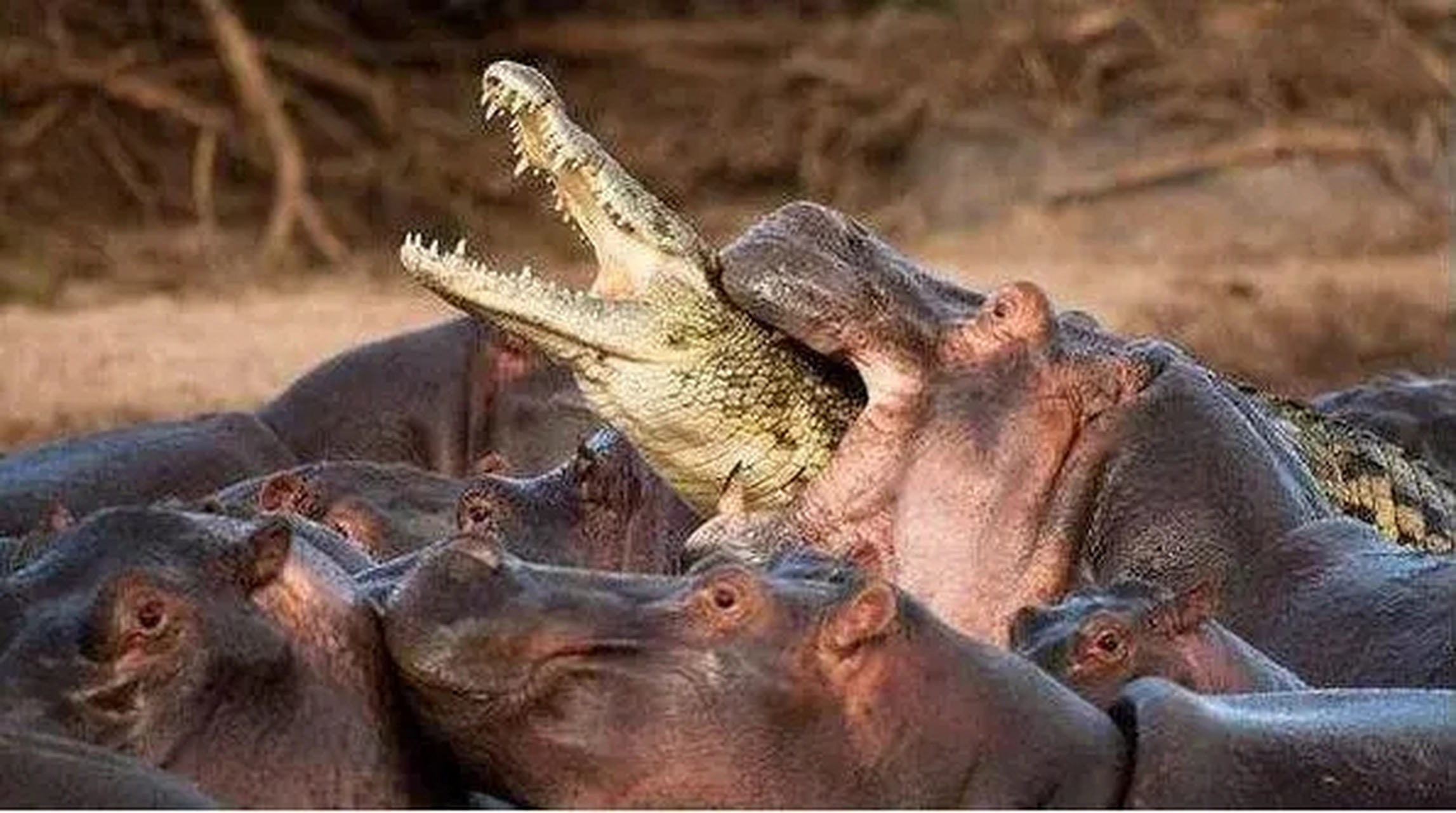 为什么河马总是欺负鳄鱼，遇到狮子却变成“挨啃小天使”？