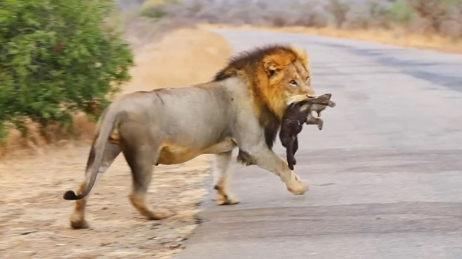 雄狮是如何从鬣狗群中辨认出“鬣狗女王”的？...