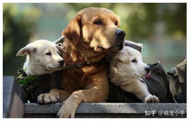 动物回交为啥被允许 近亲繁殖伦理问题咋解决