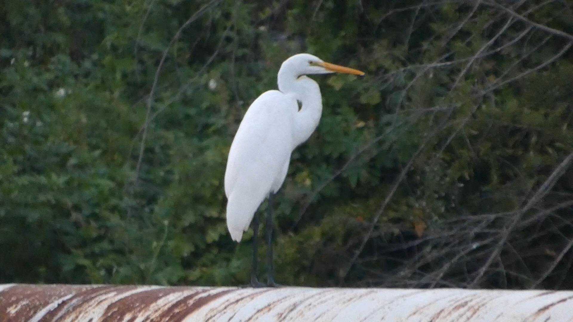 白鹭体型特征详解 白鹭属鸟类分类有哪些