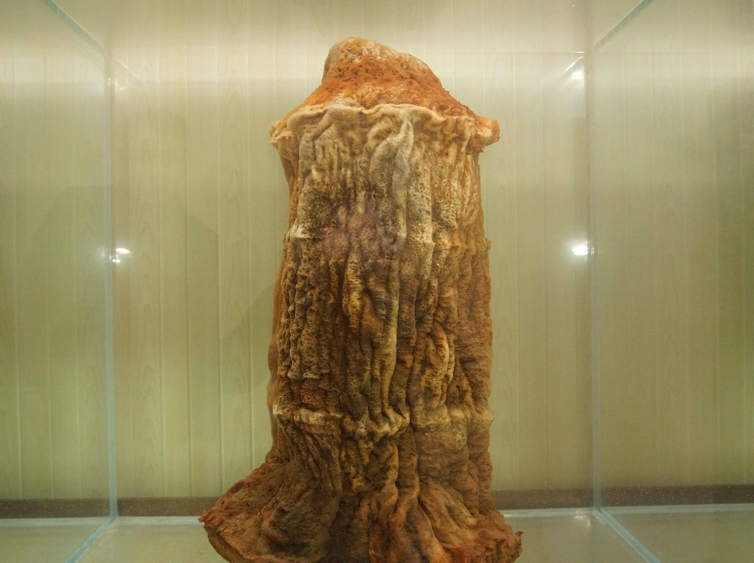 太岁是什么？为什么有人说太岁的生长违背了自然规律？...