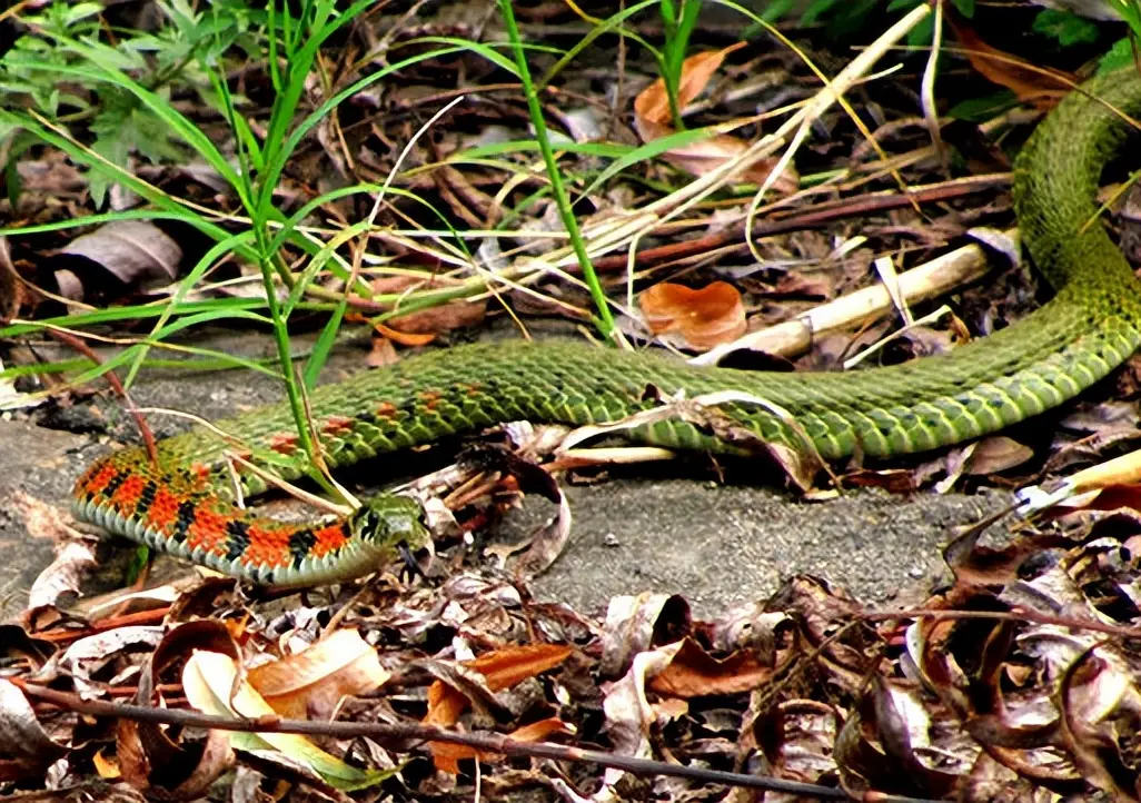 蛇真的会记仇报复人吗 蛇报复人的真相是什么