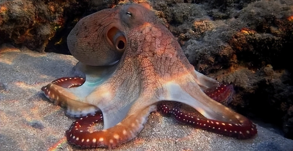 章鱼为什么会选择自杀式繁殖？它们真的英年早逝吗？