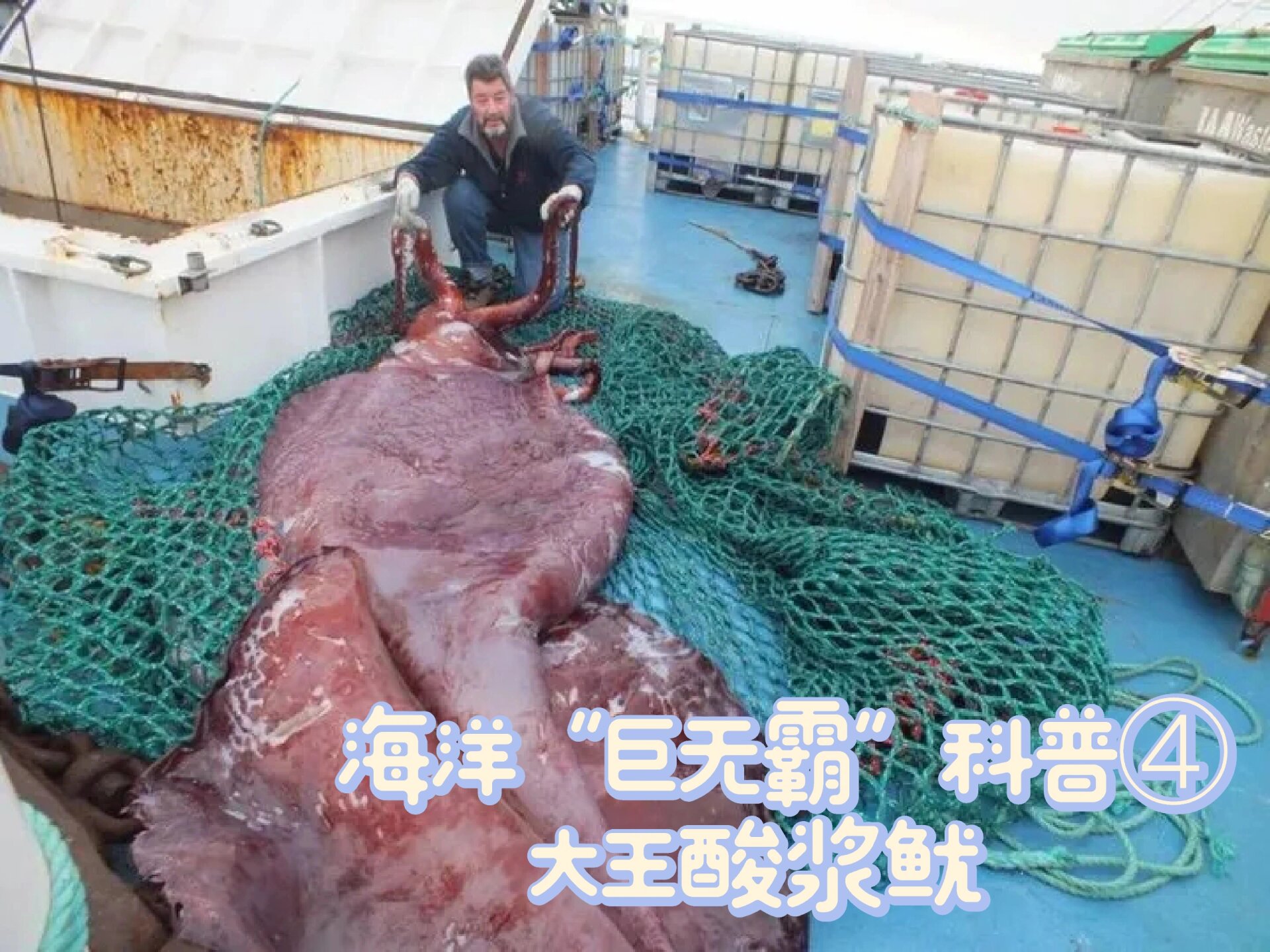 人类不吃大王酸浆鱿鱼原因 能吃却难吃到的深海巨物