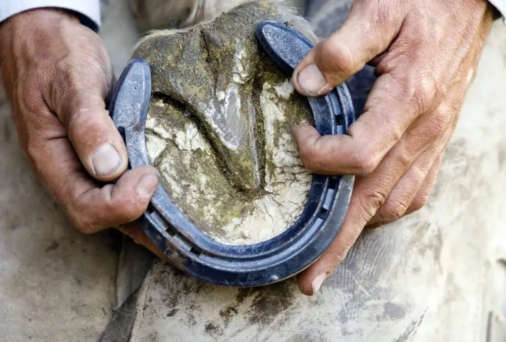 驯养马为何要定期换马掌 野马不钉马掌照样飞奔