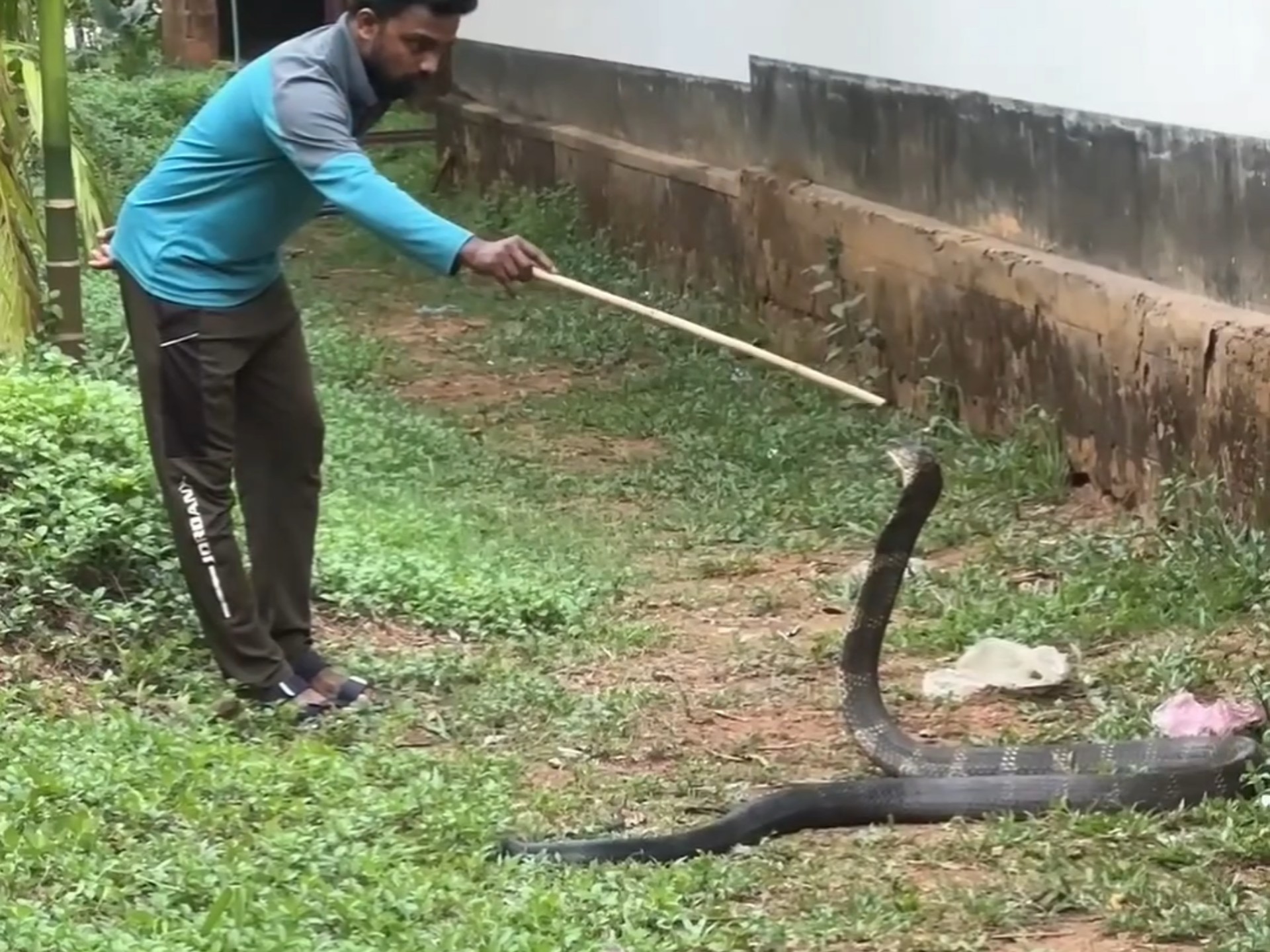两岁幼童和眼镜蛇对峙,幸亏奶奶及时出现制止:眼镜蛇...