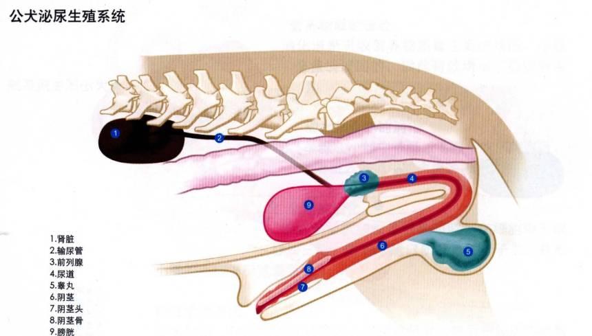 狗子交配时出现拔不出的情况，这是真的吗？遇见危险怎...