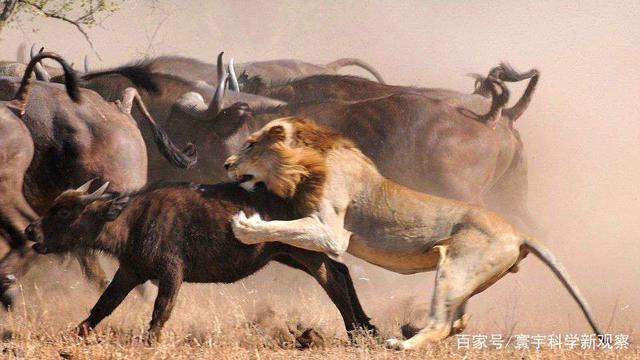 牛屁股上画眼睛，来防止狮子攻击，这可能实现吗？...