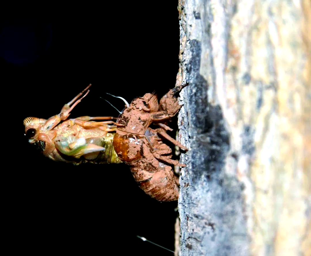 金蝉如何感知时间,为什么恰巧在晚上钻出地面脱壳?...