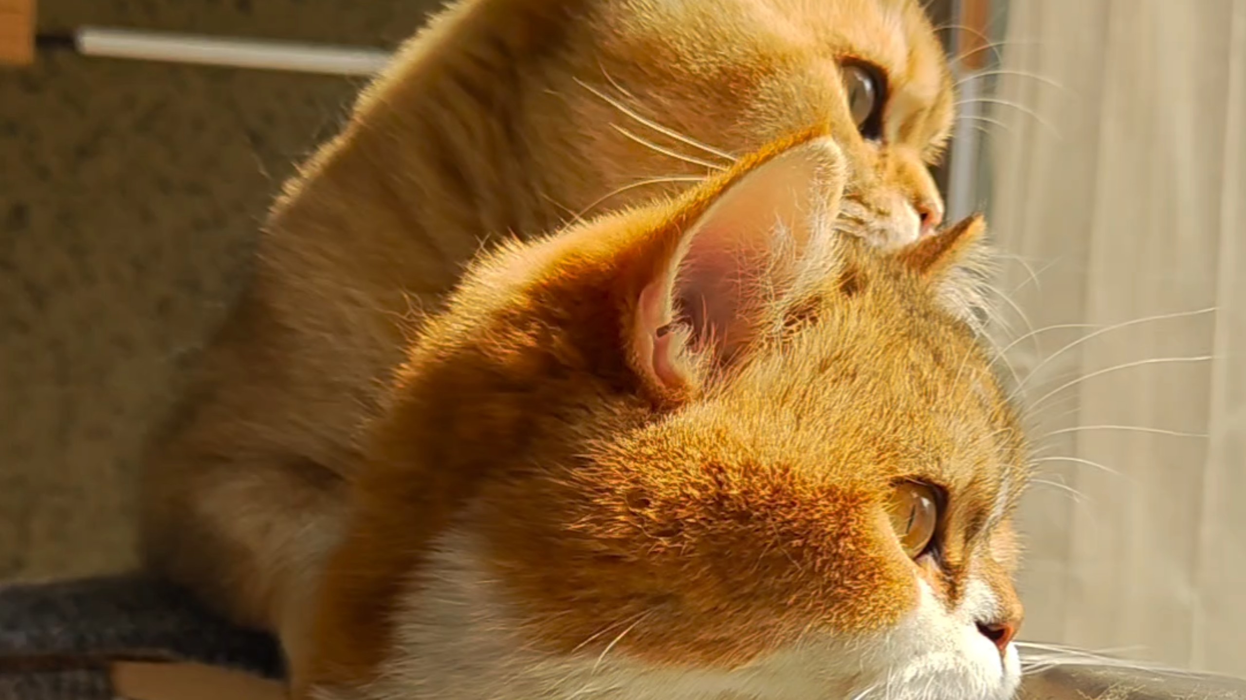 为什么“打架”也是一种成长？...