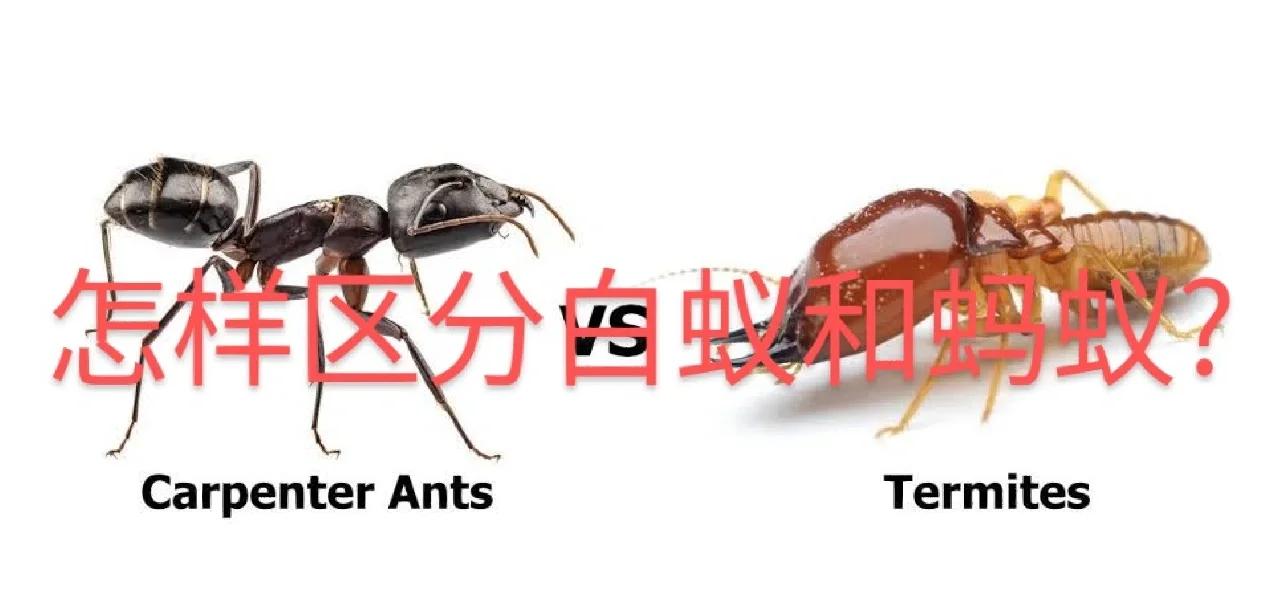 白垩纪的地狱蚂蚁和现在的蚂蚁有什么不同？揭秘4100万年前史前苍蝇变琥珀的秘密！