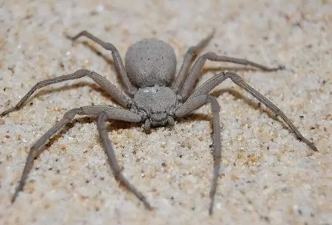 世界最毒蜘蛛，男性被咬后，会引发持续数小时的「生理...