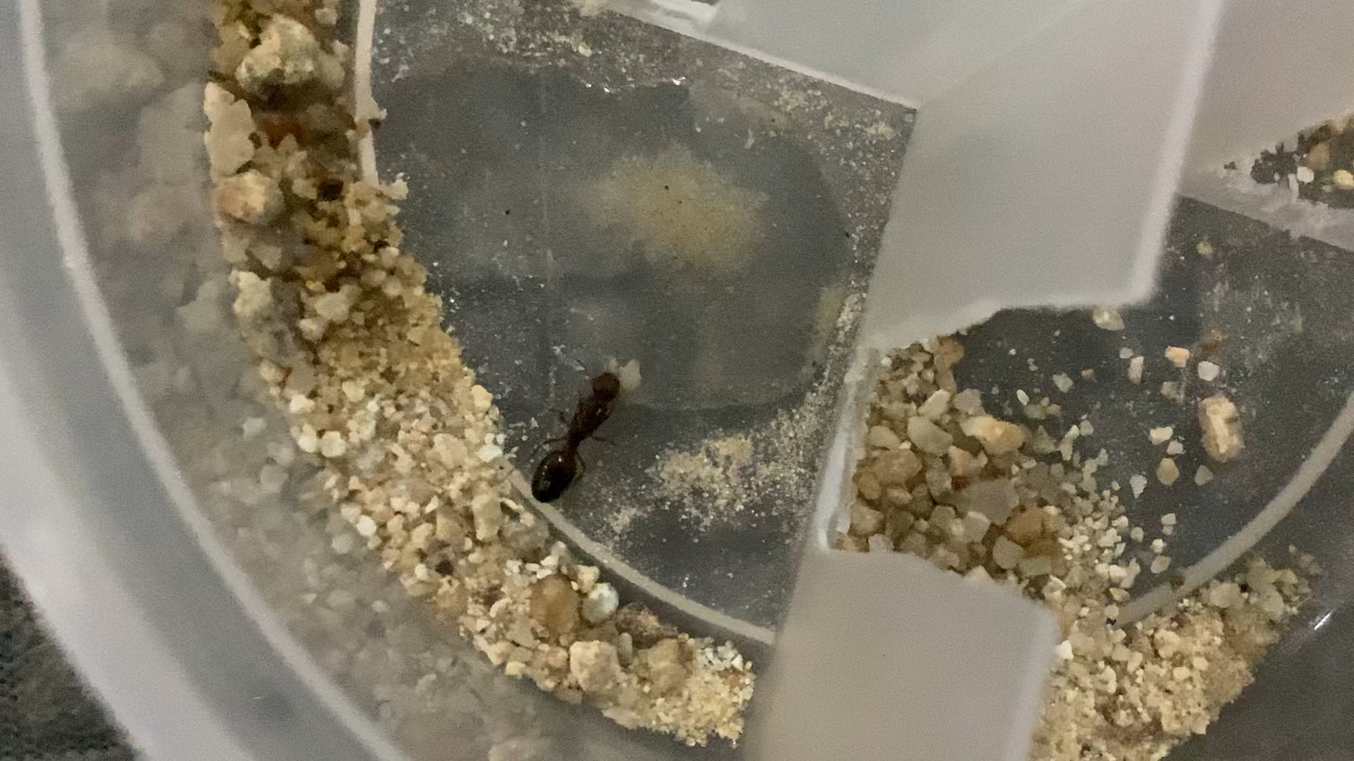 蚂蚁蚁后更替机制 陌生蚂蚁入侵应对方法