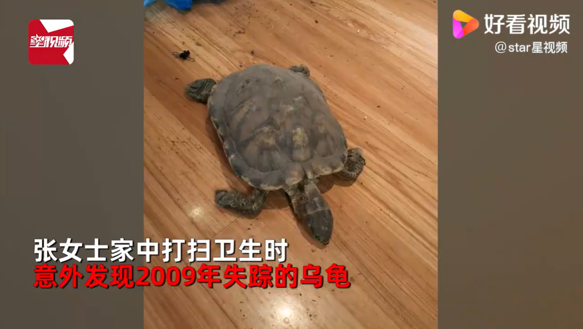 2009年失踪的乌龟突然出现,但已成干尸:为什么不...