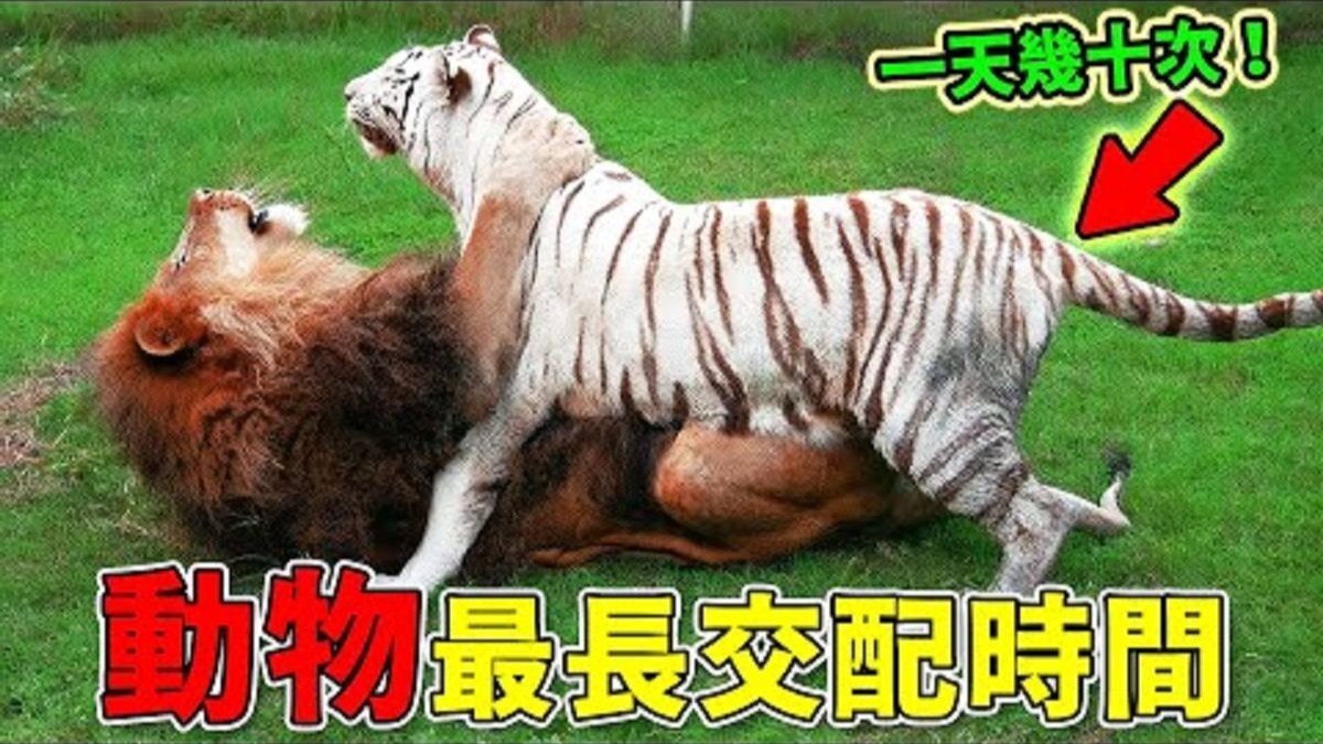 什么动物的交配时间最长？揭秘自然界的“马拉松选手”！