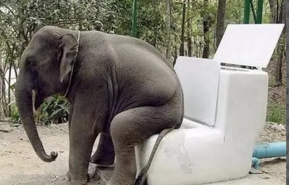 为什么自然界的动物不用擦屁股，而人类要？...