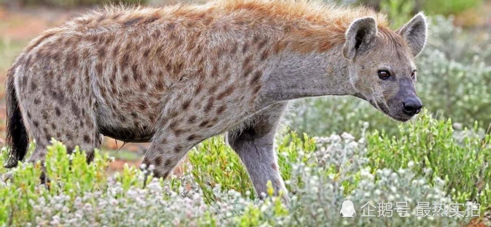 美洲豹能否轻易干掉斑鬣狗 动物战力大比拼