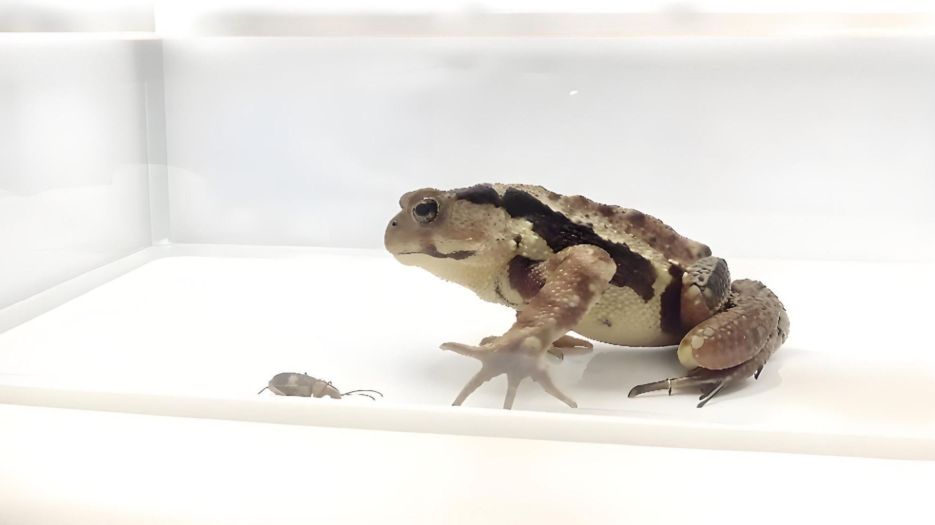 什么甲虫能被青蛙活吞后从屁股逃出？真相到底是啥？