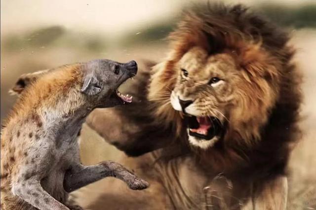 狮子咬死鬣狗不吃 狮子为什么不吃鬣狗肉