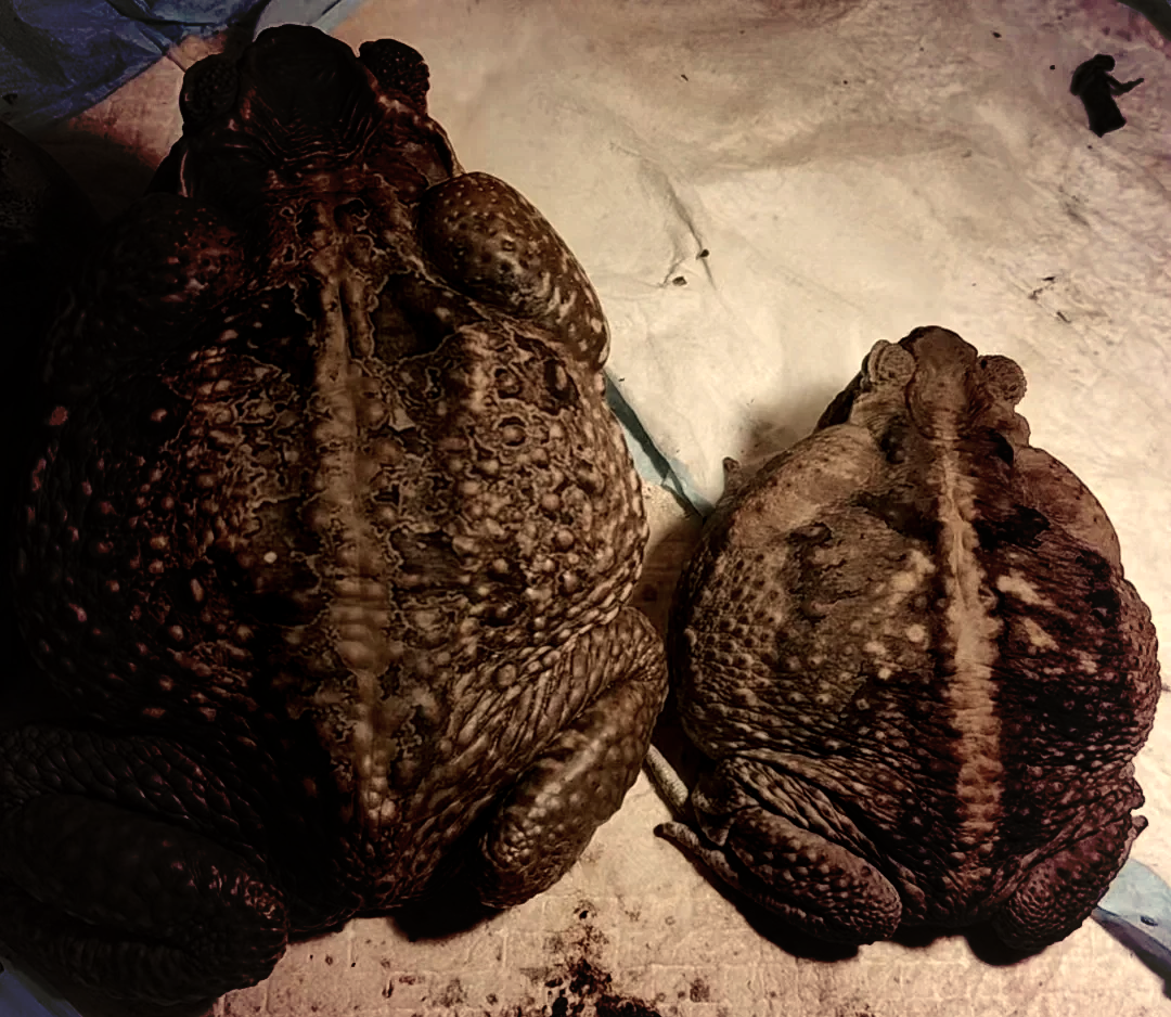 为什么102只海蟾蜍从夏威夷被引入澳大利亚？到底发生了什么？