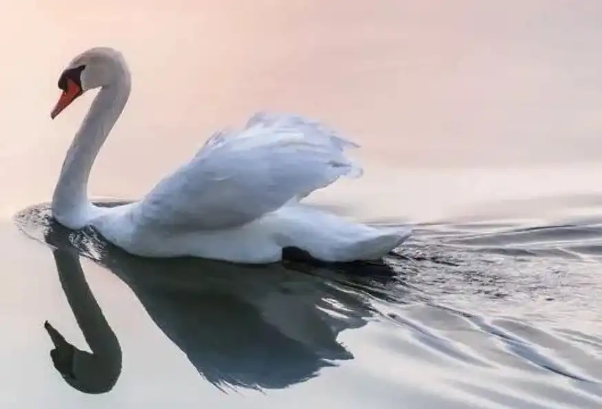 为什么“天鹅绝唱”是什么意思？阿姆斯特朗临终透露了什么？宗教信仰到底影响了什么？